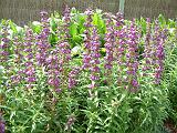 Penstemon Purple Passion